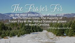 Christmas Ag Facts: Fraser Firs