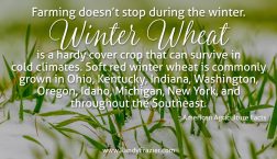 Ag Facts about Soft Red Winter Wheat