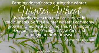 Ag Facts about Soft Red Winter Wheat
