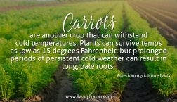 Ag Facts about Carrots