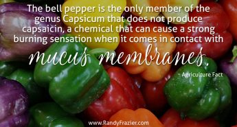 Ag Facts about Bell Peppers