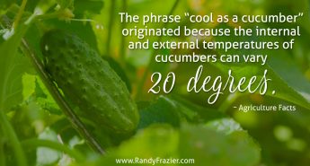 Ag Facts about Cucumbers