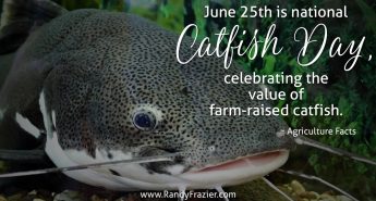 Catfish Day