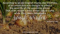 Ag Facts about Onions