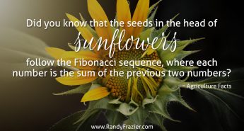 Ag Facts about Sunflowers