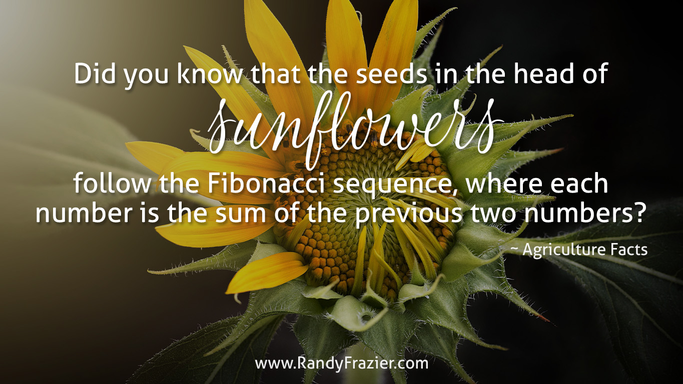 Ag Facts about Sunflowers