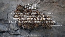 Ag Facts about Bats