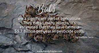 Ag Facts about Bats