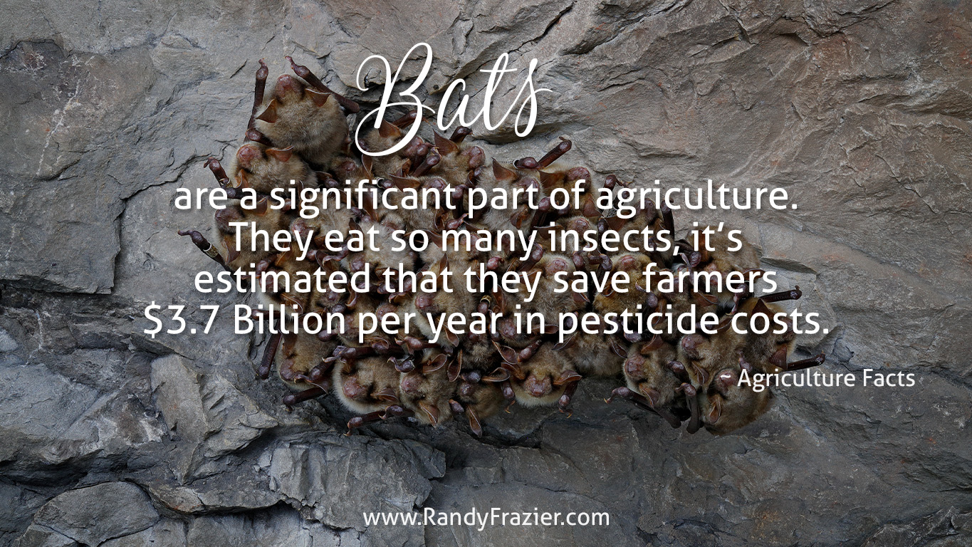 Ag Facts about Bats