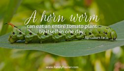 Ag Facts about Horn Worms