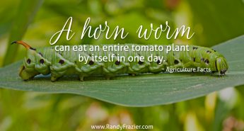 Ag Facts about Horn Worms