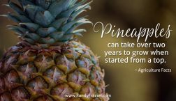 Ag Facts about Pineapples