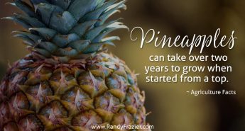 Ag Facts about Pineapples