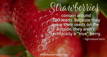 Ag Facts about Strawberries