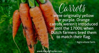 Ag Facts about Carrots
