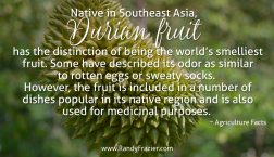 Ag Facts about Durian Fruit