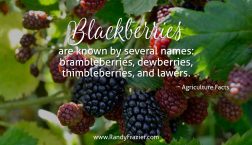 Ag Facts about Blackberries