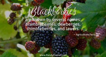 Ag Facts about Blackberries
