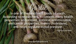 Ag Facts about Garlic