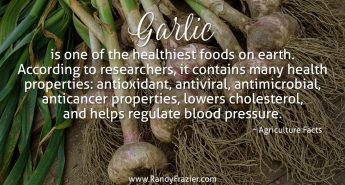 Ag Facts about Garlic