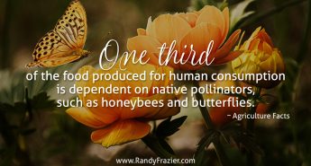 Ag Facts about Butterflies