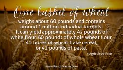 Ag Facts about Wheat