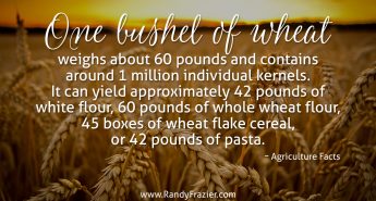 Ag Facts about Wheat
