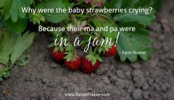 Farm Humor - Strawberries