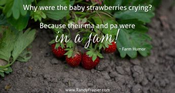 Farm Humor - Strawberries
