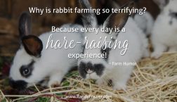 Rabbit Farm Humor