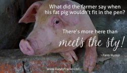 Farm Humor about Pigs