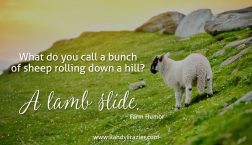Farm Humor - Lambs