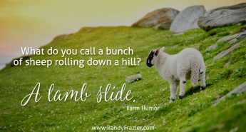 Farm Humor - Lambs