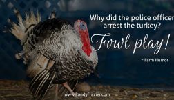 Farm Humor - Turkeys