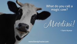 Farm Humor - Cows