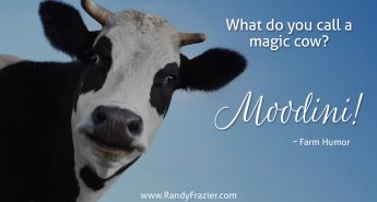 Farm Humor - Cows