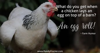 Farm Humor - Chickens