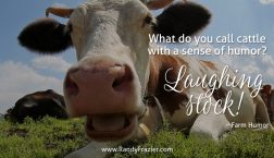 Farm Humor - Cattle