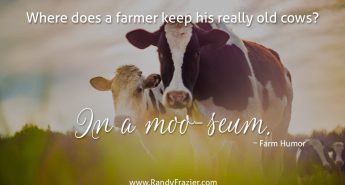 Farm Humor - Cows