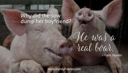 Farm Humor - Pigs