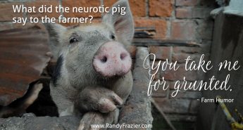 Farm Humor - Pigs