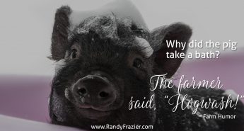 Farm Humor - Pigs