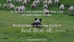 Farm Humor - Sheep Dogs