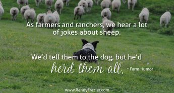 Farm Humor - Sheep Dogs