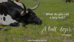 Farm Humor - Bulls
