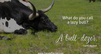 Farm Humor - Bulls