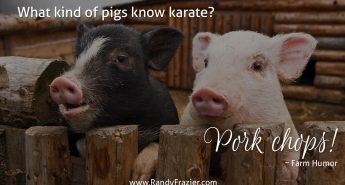 Farm Humor - Pigs