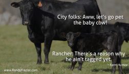 Farm Humor - Cattle