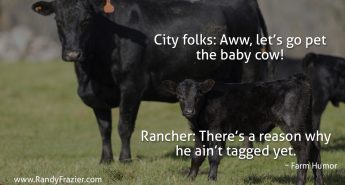 Farm Humor - Cattle