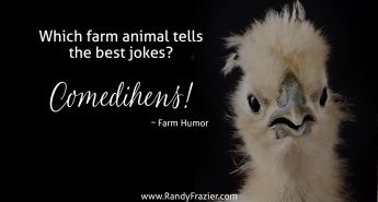 Farm Humor - Chickens